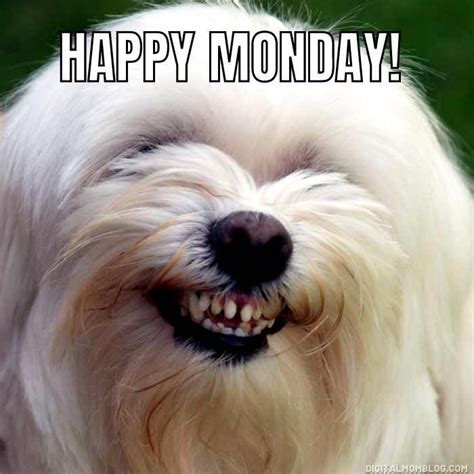 happy monday images funny|cute happy monday gifs.